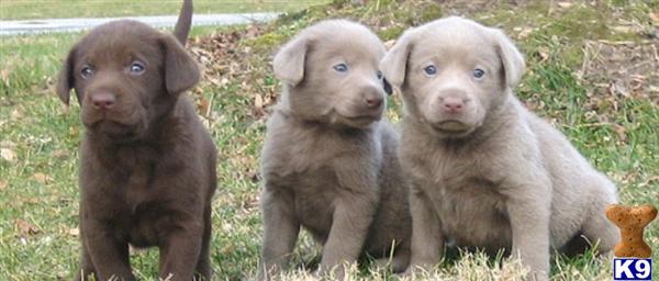 Puppies in Rhome